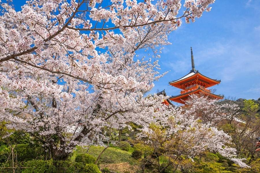 Kyoto Japan Temples with Spring Cherry Blossoms