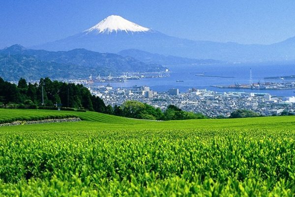 Makinohara Plateau - Green Tea Plantation