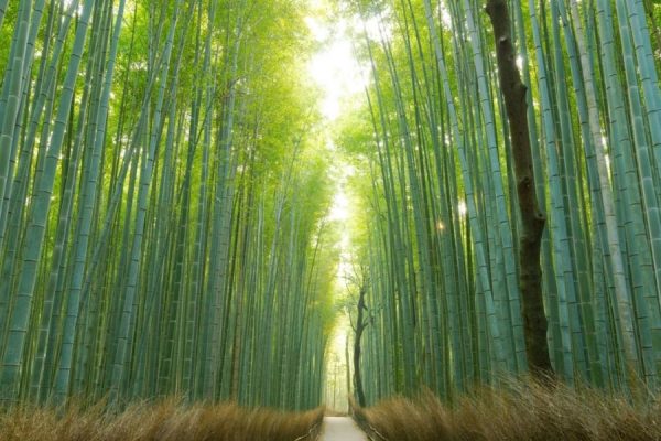 Arashiyama Area - Kyoto shore excursions