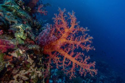 Coral Reefs of Jeddah’s Red Sea