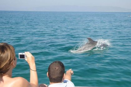 Dolphin watching in Muscat
