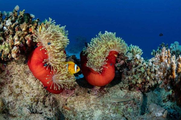 Marine Life in the Red Sea