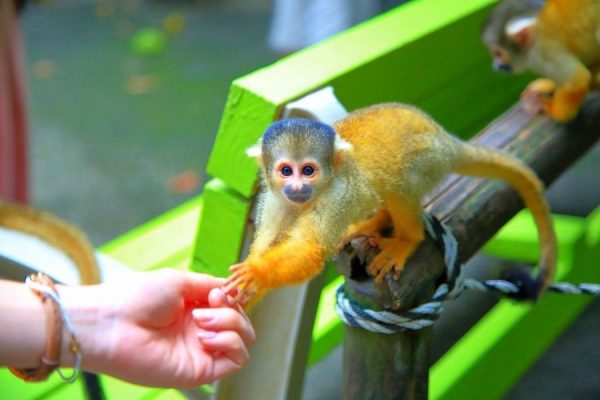 Mt. Banna- Ishigaki shore excursions