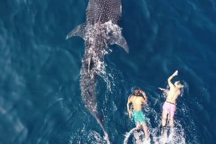 Muscat Dolphin Watching & Snorkeling