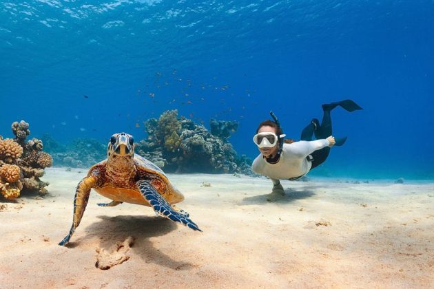 Snorkeling in the Red Sea