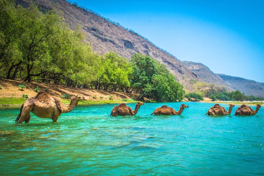 Top Salalah Shore Excursions & Scenic Tours from Cruise Port