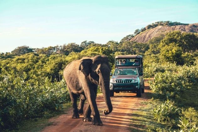 Yala Leopard Safari by Jeep