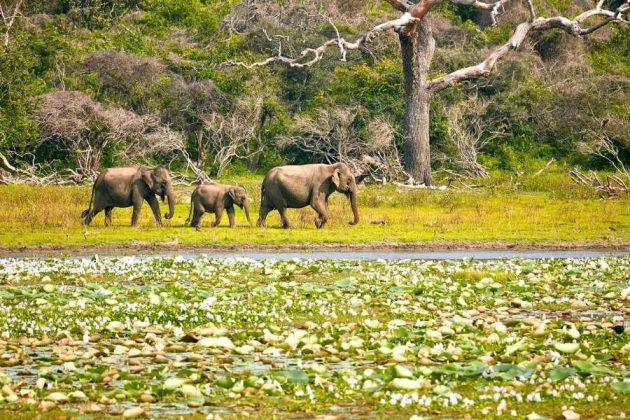 Yala National Park