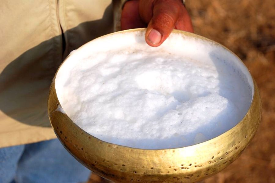 Camel milk -Dubai shore excursions