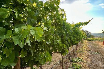 Mor Salkim Boutique Winery Tour