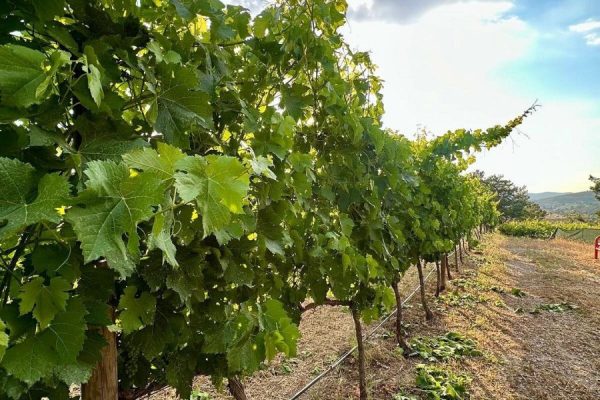 Mor Salkim Boutique Winery Tour