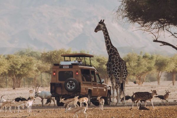 Nature Reserve Sir Bani Yas Island