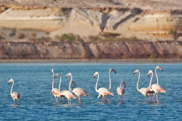 Photography Moments on Sir Bani Yas Island Tours