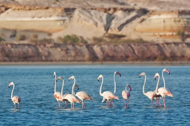 Photography Moments on Sir Bani Yas Island Tours