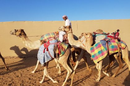 Ras Al Khaimah Camel Ride