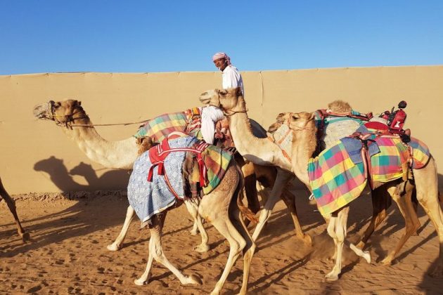 Ras Al Khaimah Camel Ride