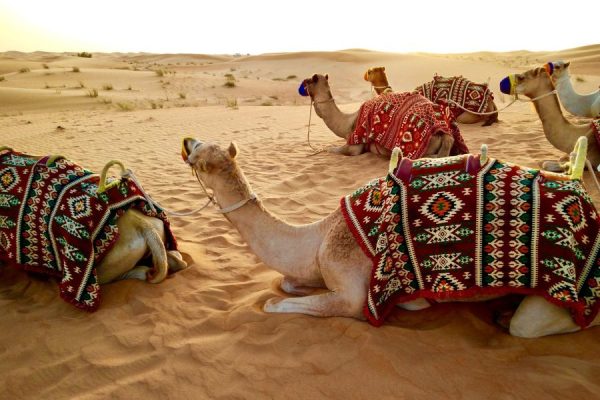 Ras Al Khaimah Camel Ride tours from port