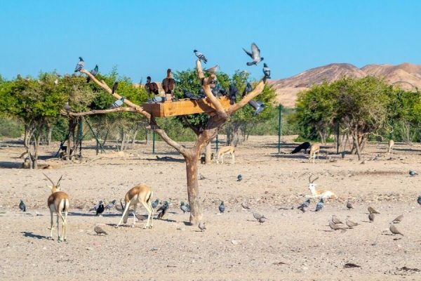 Sir Bani Yas Island Nature Reserve