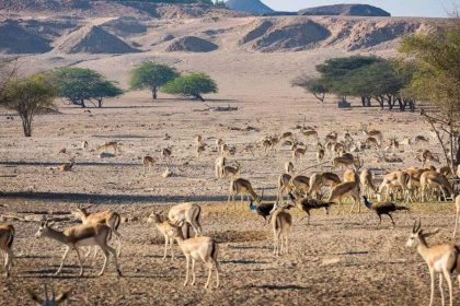 Sir Bani Yas Island Shore Excursions