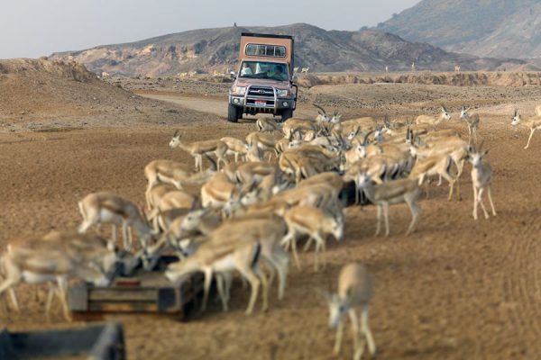 Wildlife Safari through the Nature Reserve