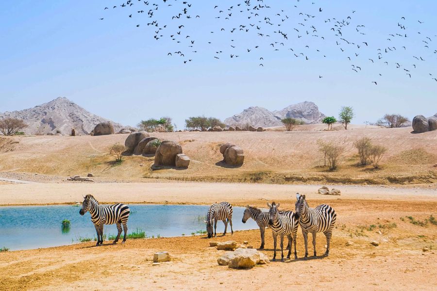 Wildlife safari Sir Bani Yas Island shore excursions
