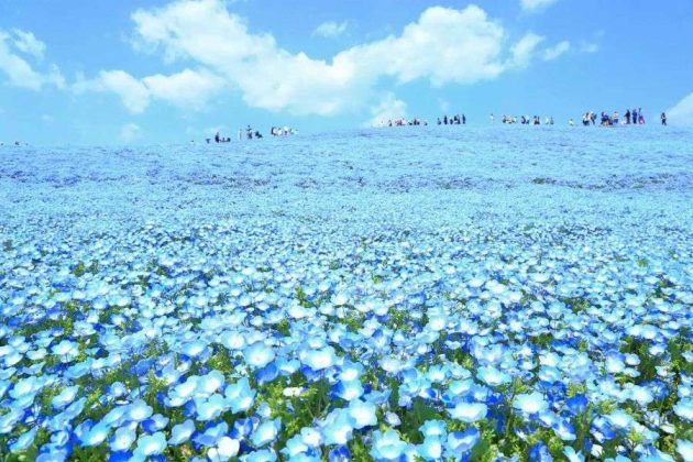 Blue nemophila flowers at Hitachi Seaside Park