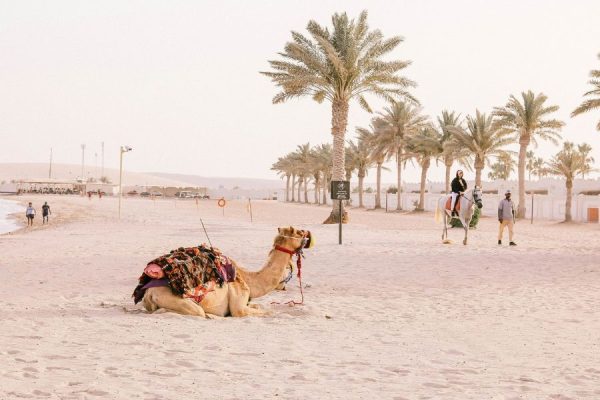Camel at Sealine Beach Qatar desert tour