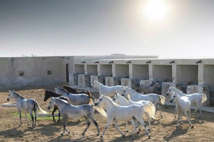 Education City Qatar architecture