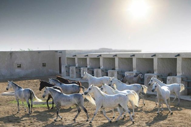 Education City Qatar architecture