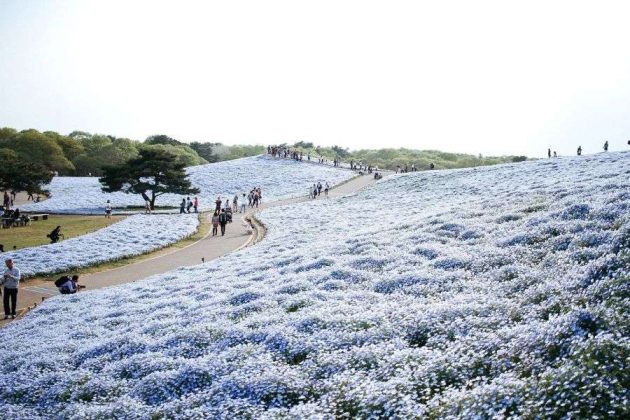 Hitachi Seaside Park coastal landscape