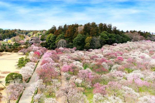 Hitachinaka & Kairakuen Garden