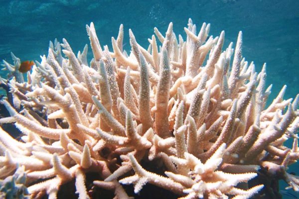 Maldives coral reef underwater