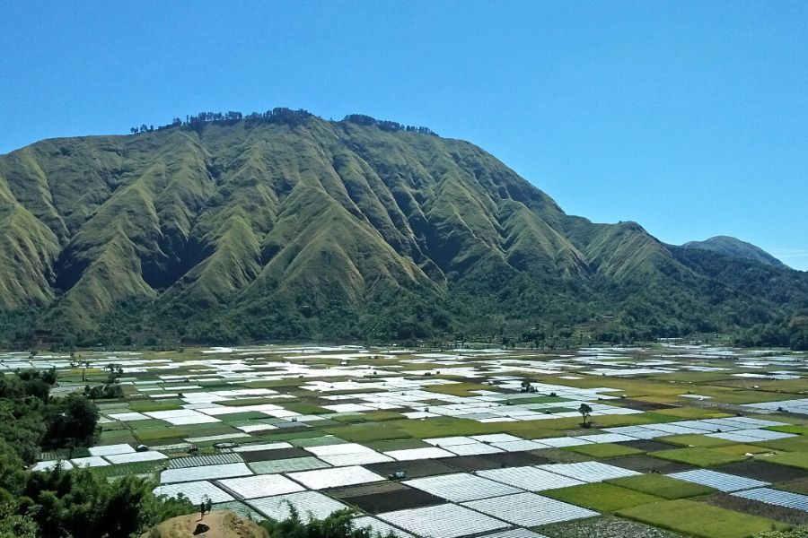 Rice fields during Lombok excursions