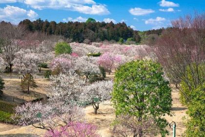 Seasonal flower fields at Hitachi Seaside Park