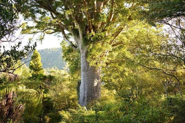 Ancient kauri tree, Waitakere Ranges from Auckland port