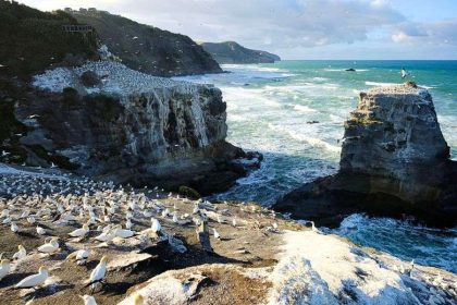 Auckland West Coast & Kumeu Wine Country Experience