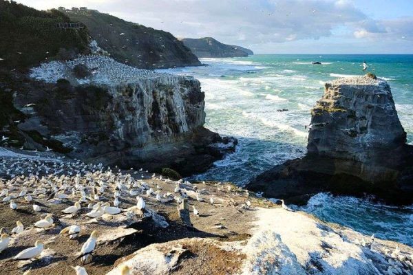 Auckland West Coast & Kumeu Wine Country Experience