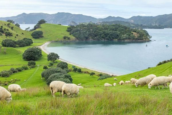Bay of Islands (Paihia) Shore Excursions