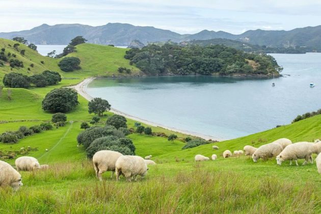 Bay of Islands (Paihia) Shore Excursions