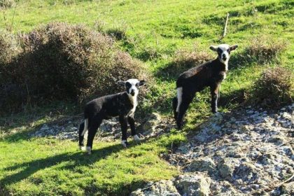 Goats grazing in Pohatu Reserve