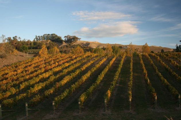 Hawke’s Bay Wine Region - Napier shore excursions