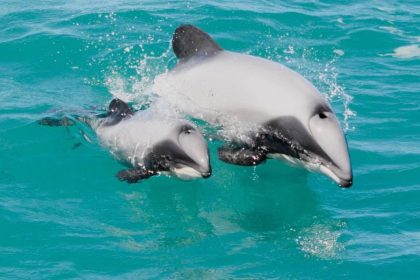 Hector’s dolphins near Akaroa from Akaroa Cruise Port