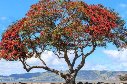 Kauri tree with red leaves in Auckland