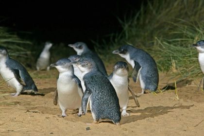 Little blue penguins at Pohatu Marine Reserve