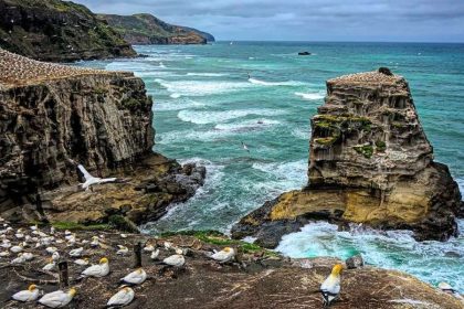 Muriwai Beach and Australasian Gannets