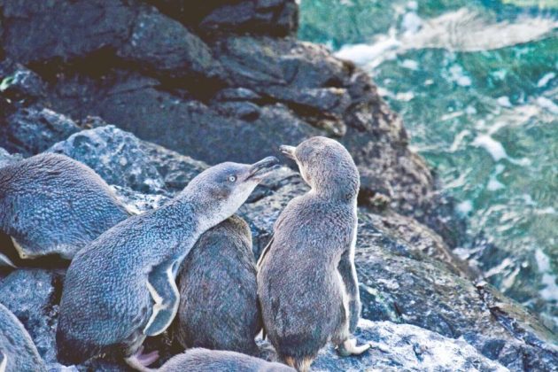 Penguins at Pohatu Reserve shore