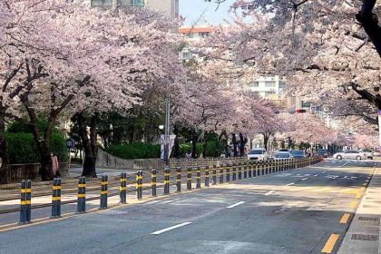 Quiet residential street in Busan