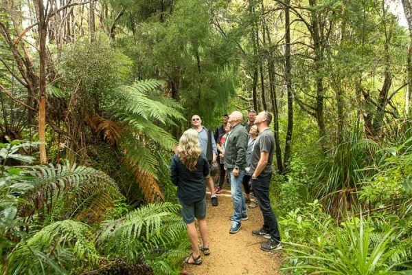 The Best of Auckland West Coast