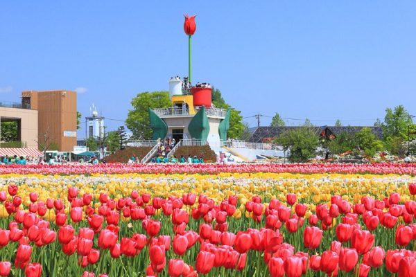 Tonami Tulip Gallery tulip fields