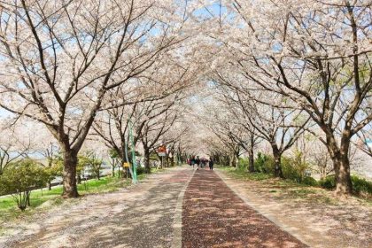 Tree lined neighborhood street in Busan